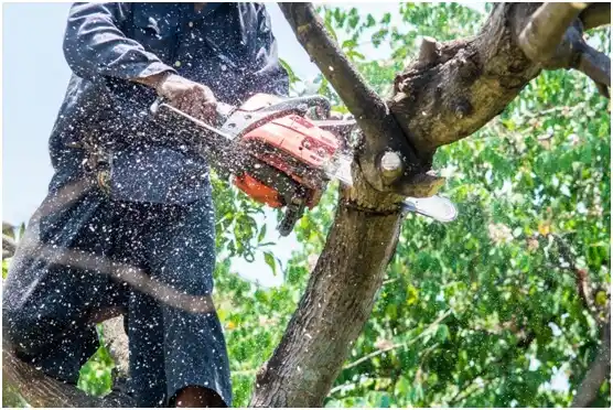 tree services Henrietta